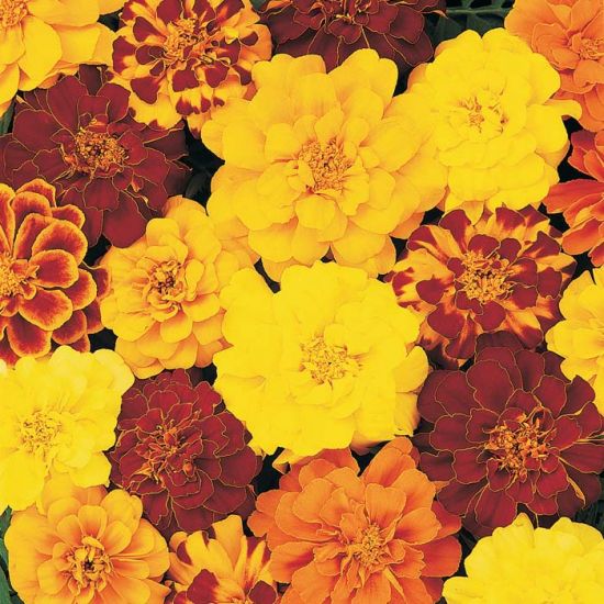 Marigold (1801 Cell Pack)