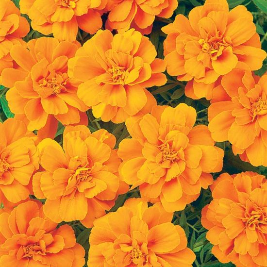 Marigold (1801 Cell Pack)