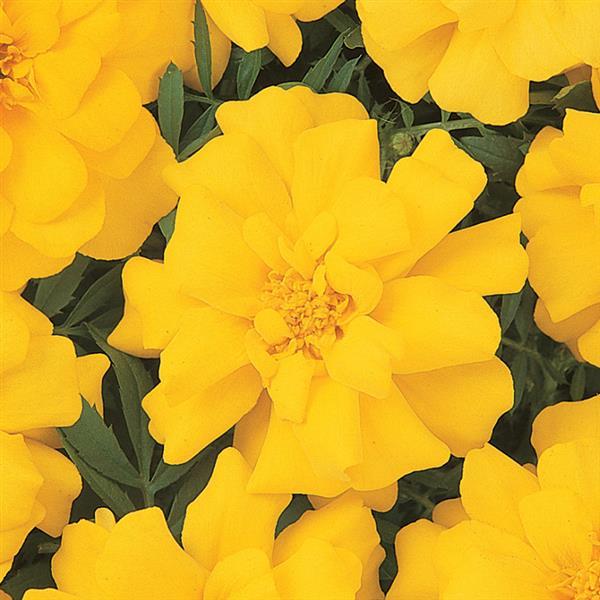 Marigold (1801 Cell Pack)