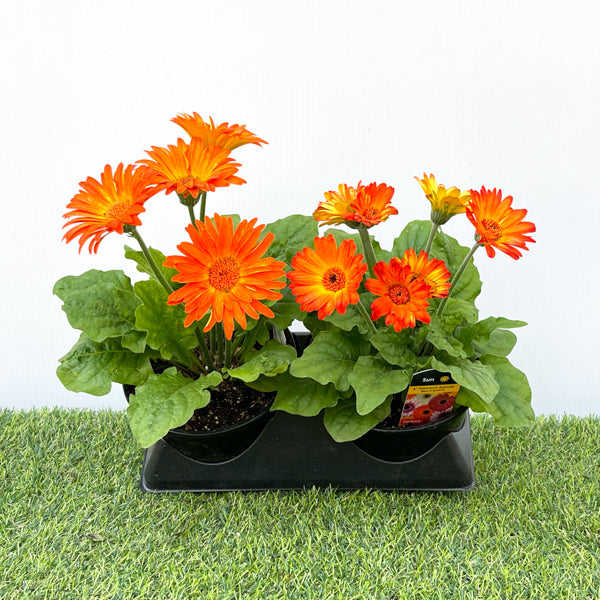 Gerbera (6" Pot)