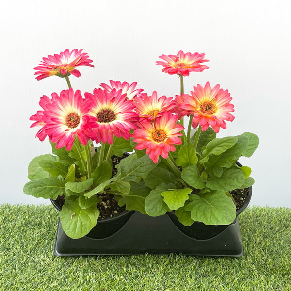 Gerbera (6" Pot)