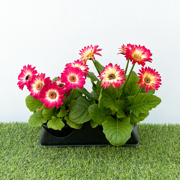 Gerbera (6" Pot)