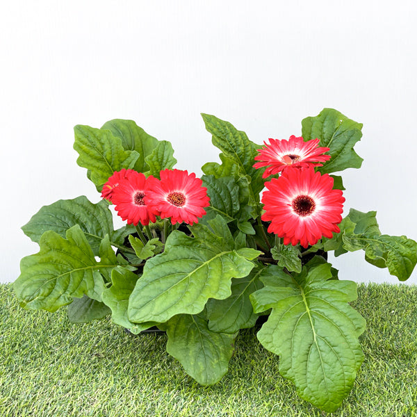 Gerbera (6" Pot)