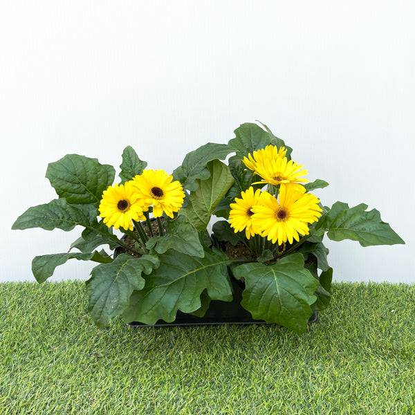 Gerbera (6" Pot)