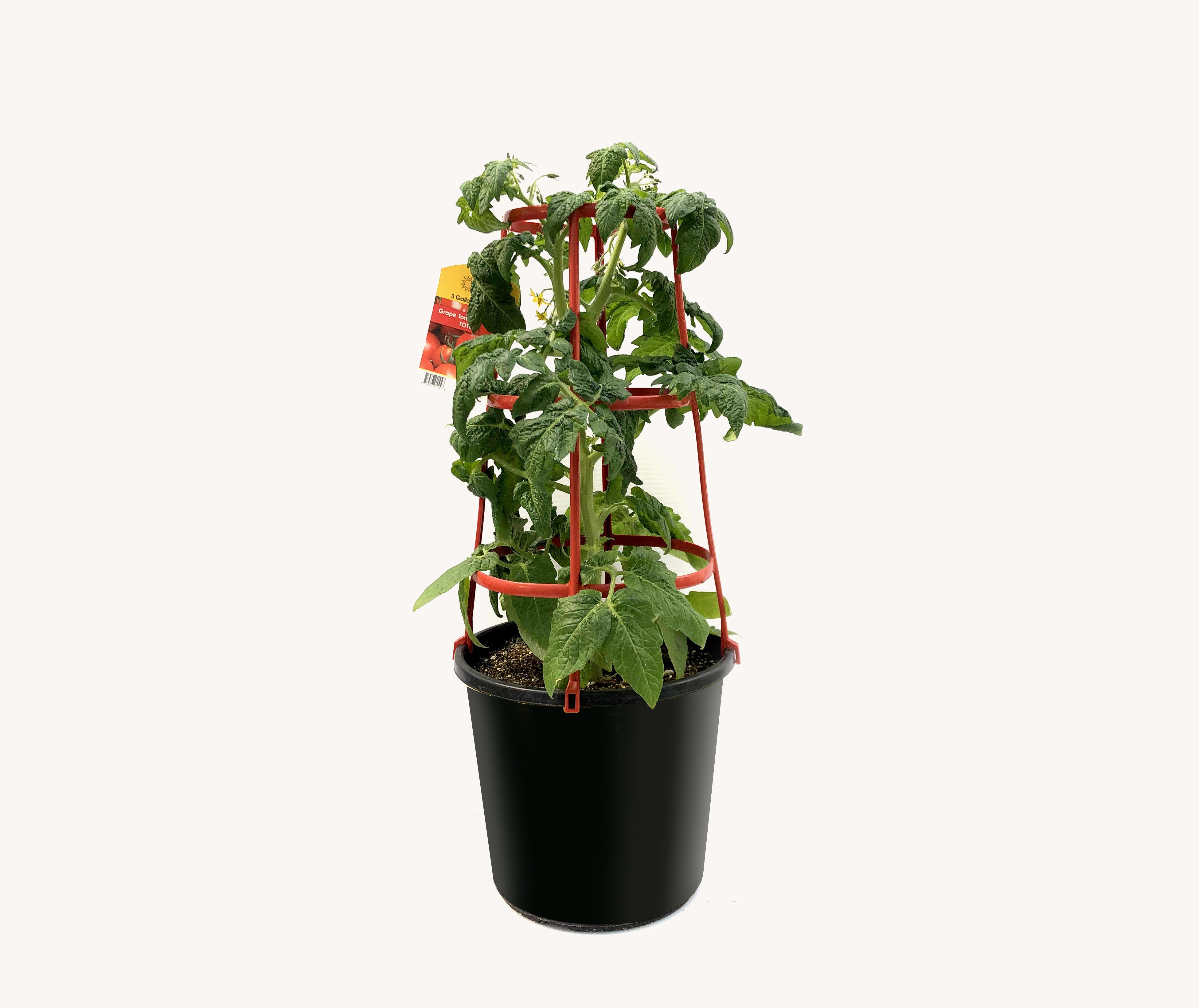 Tomato - Grape (12" Pot with Cage)
