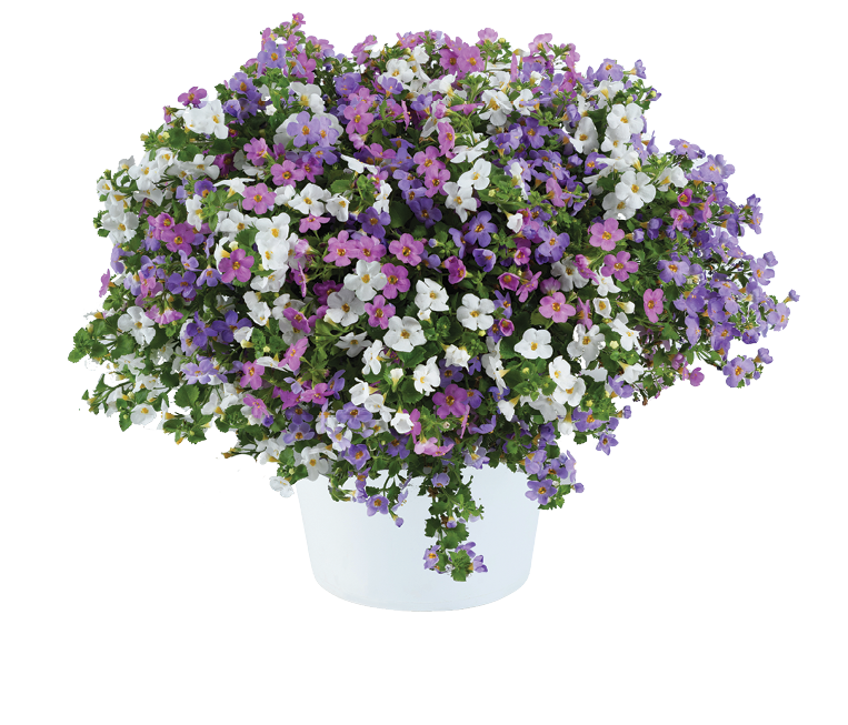 Bacopa Multi-Colour (6" Pot)