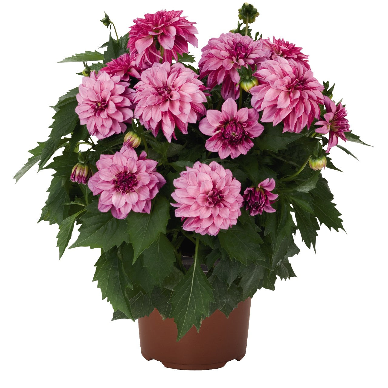 Dahlia (6" Pot)