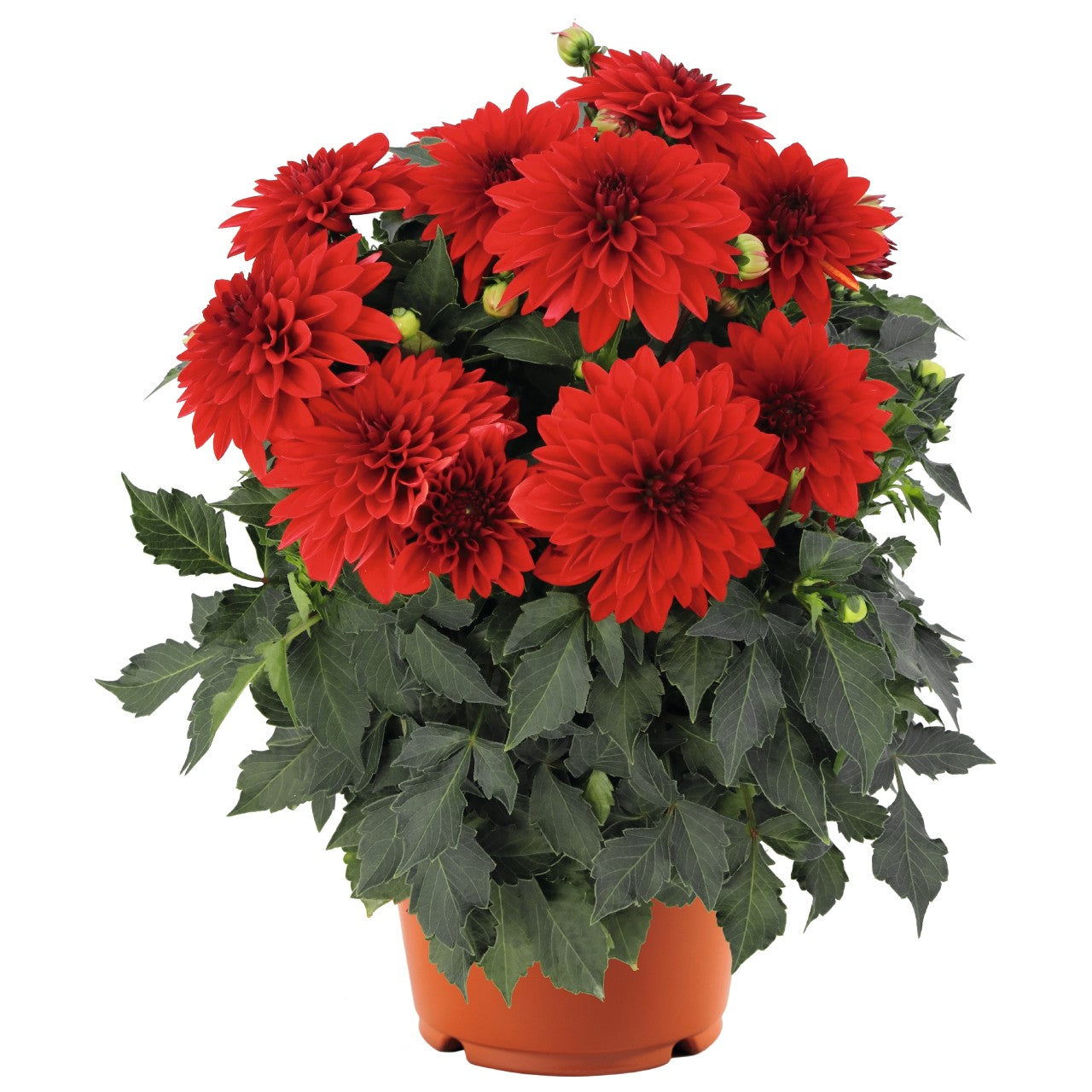 Dahlia (6" Pot)