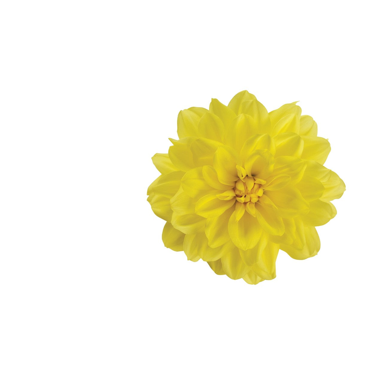 Dahlia (6" Pot)