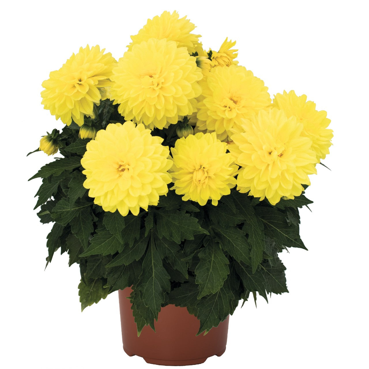 Dahlia (6" Pot)