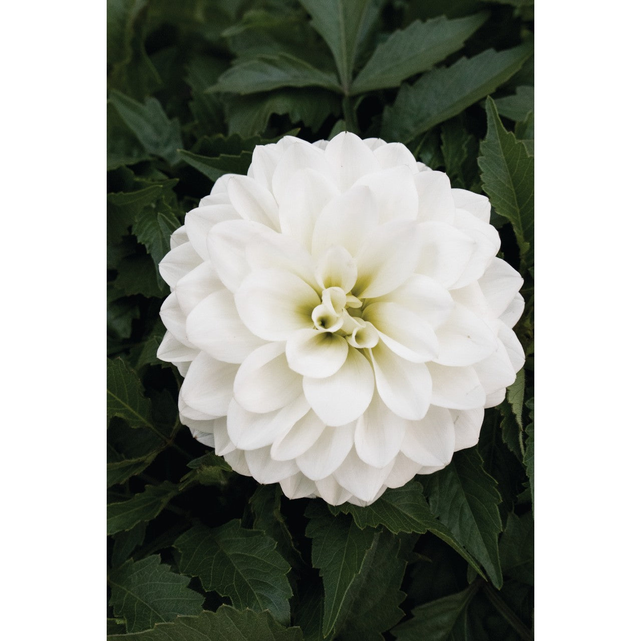Dahlia (6" Pot)