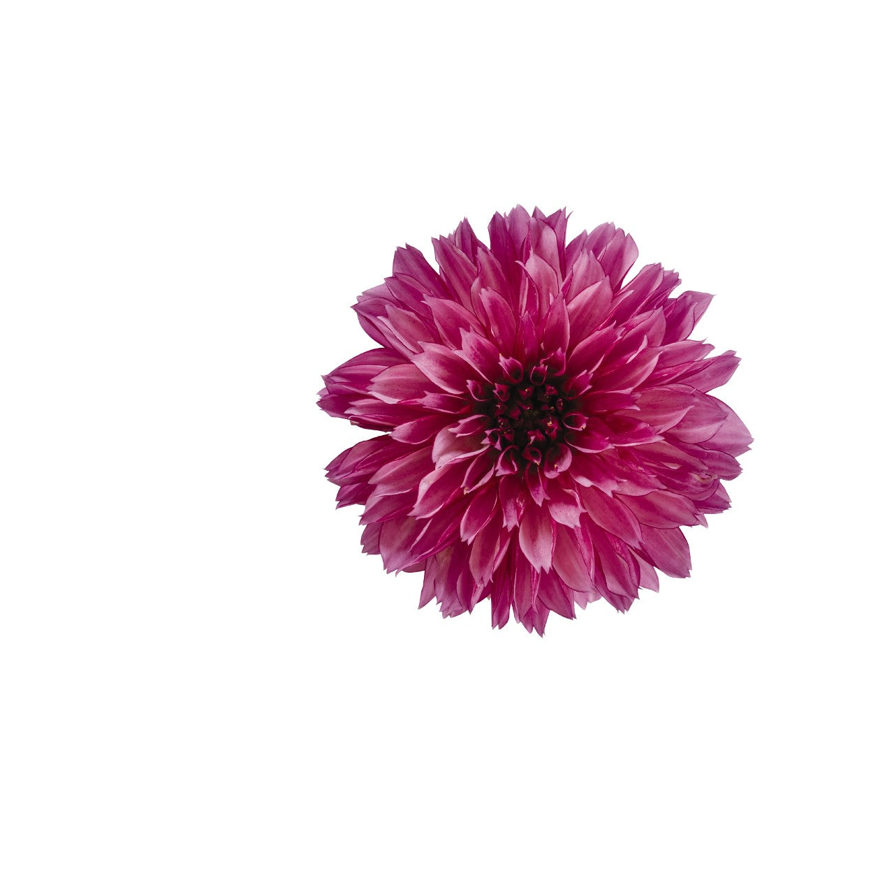 Dahlia (6" Pot)