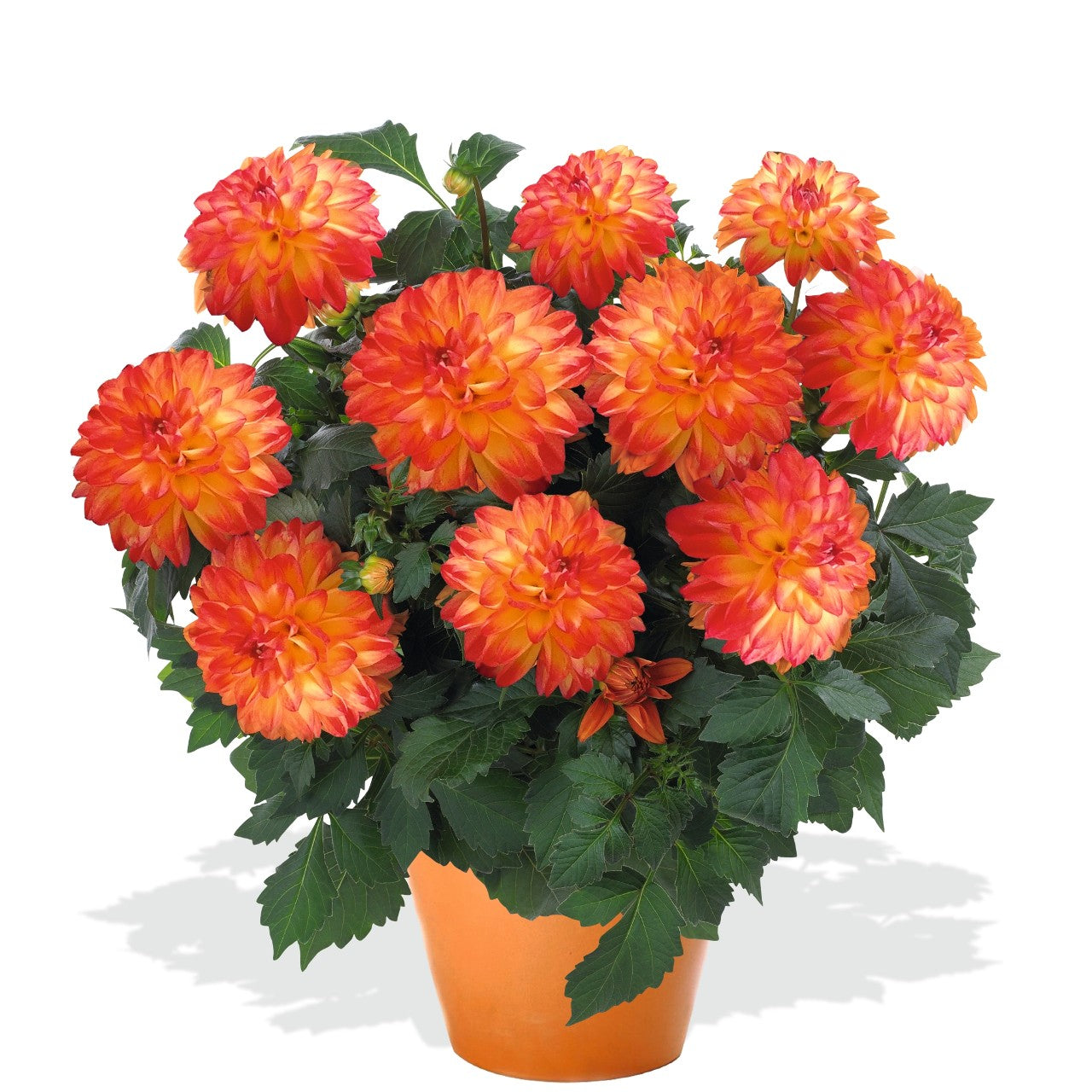 Dahlia (6" Pot)