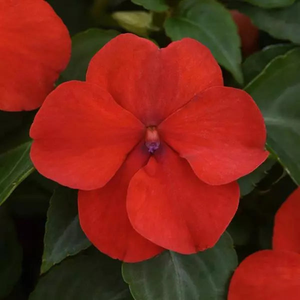 Impatiens (Cell Pack)