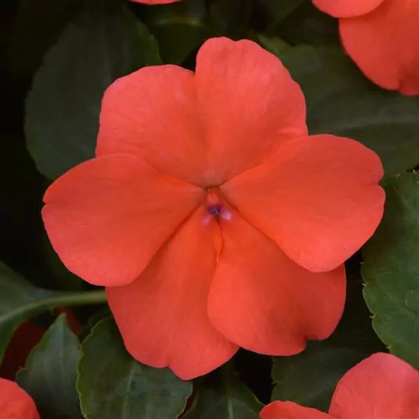 Impatiens (Cell Pack)