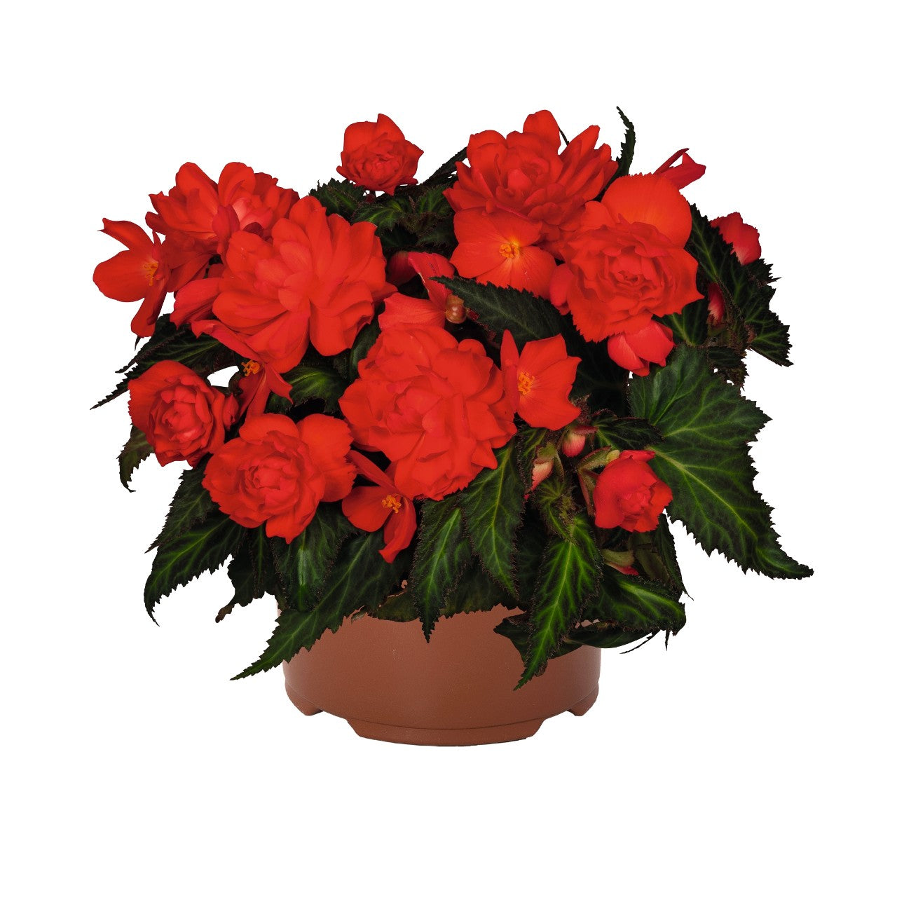 Begonia (6" Pot)