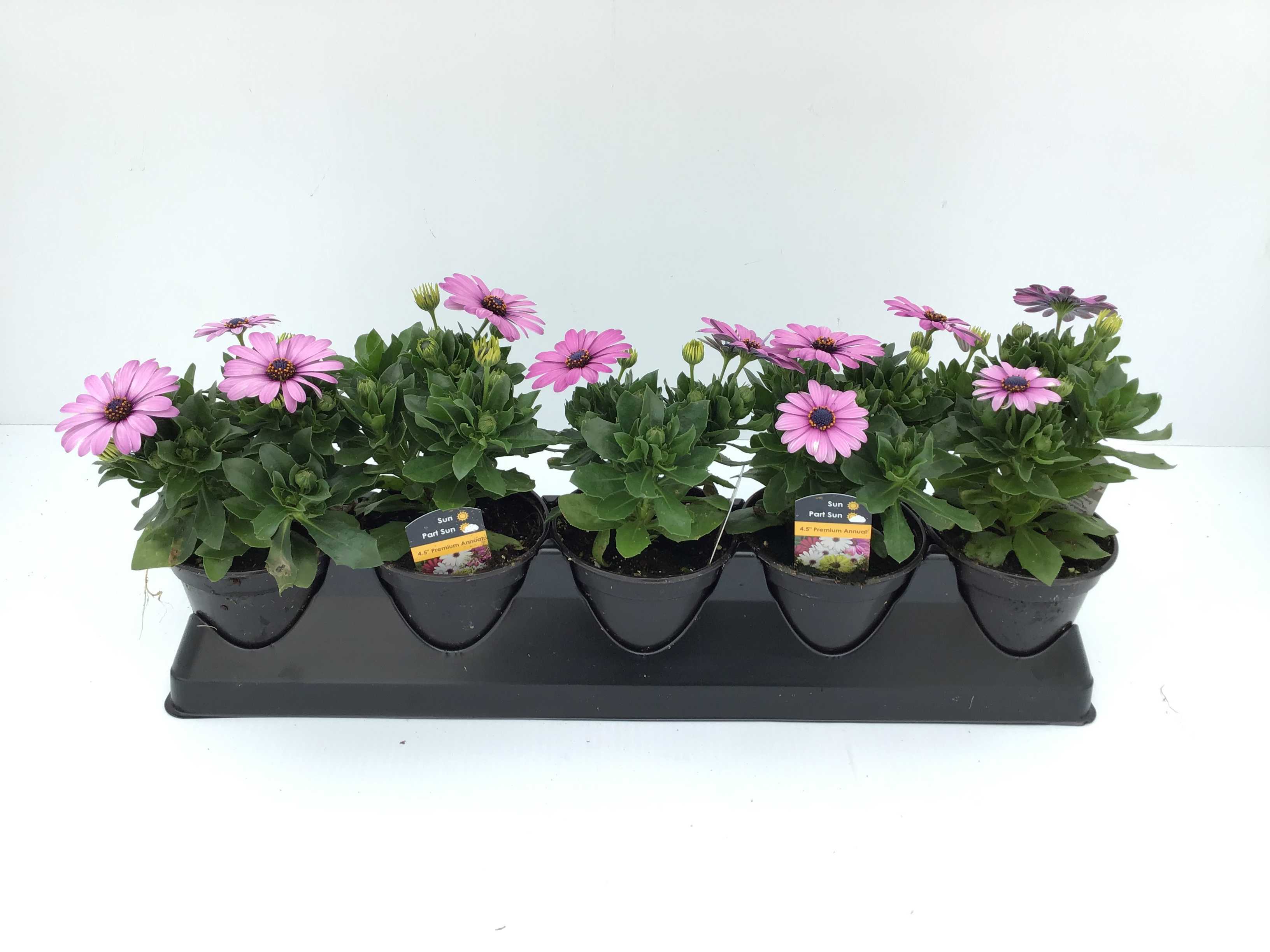 Osteospermum (4" Pot)