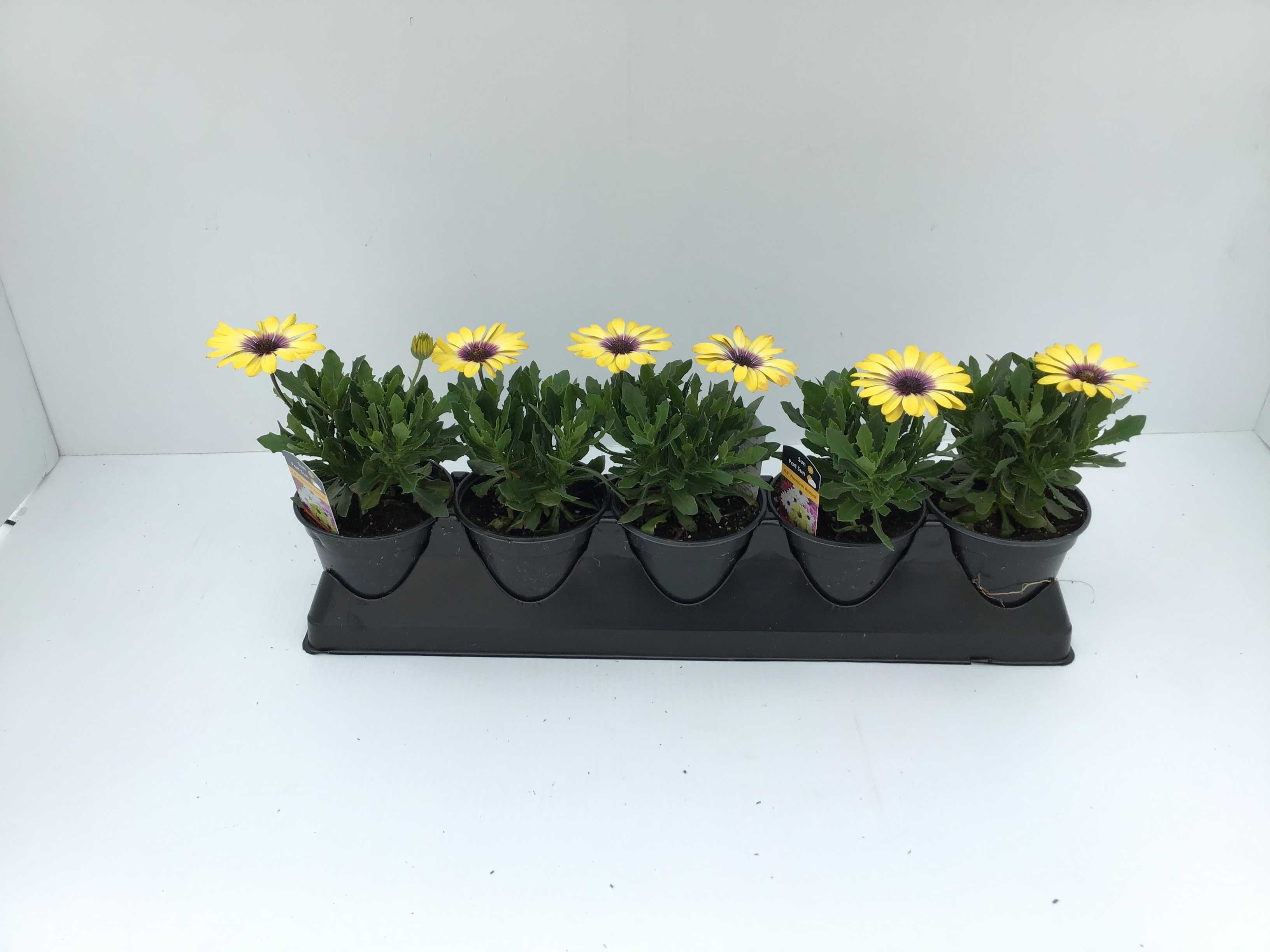 Osteospermum (4" Pot)