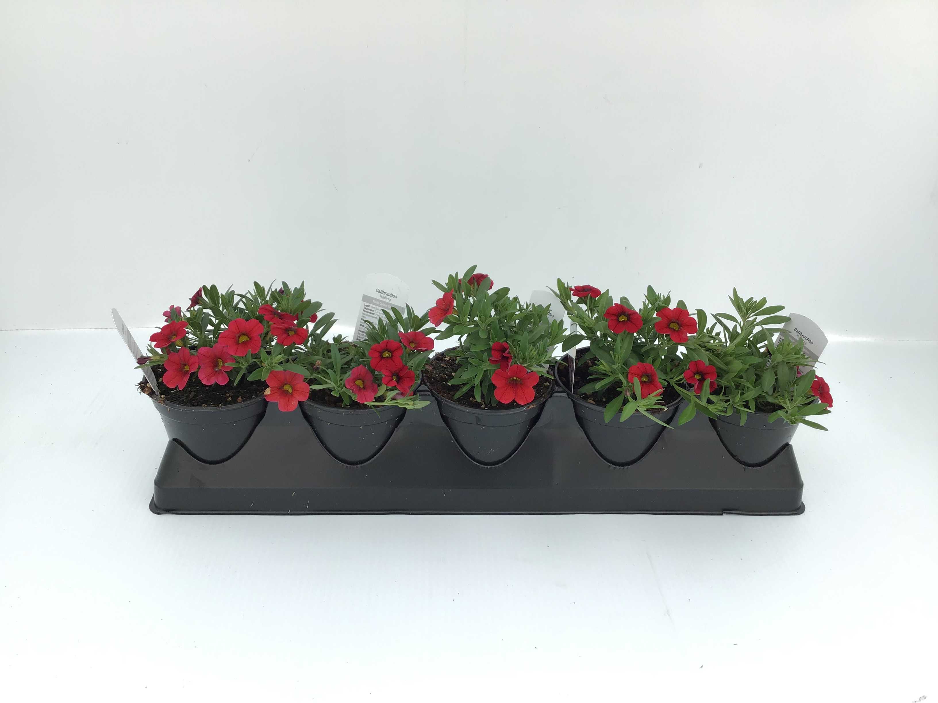 Calibrachoa (4" Pot)