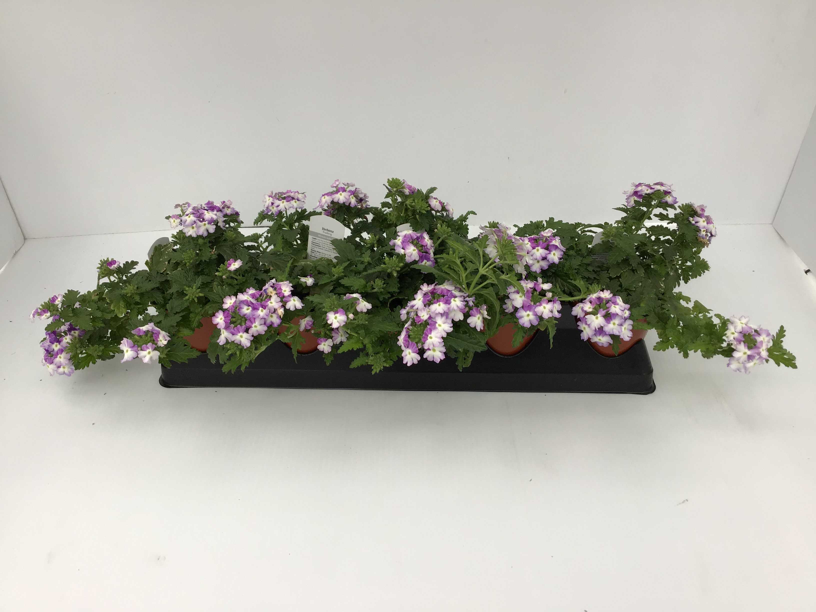 Verbena (4" Pot)