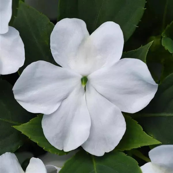 Impatiens (Cell Pack)