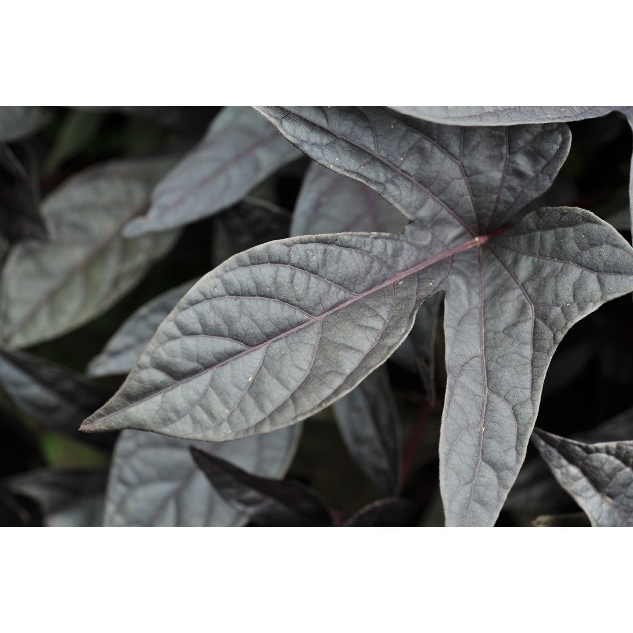 Ipomoea (4" Pot)
