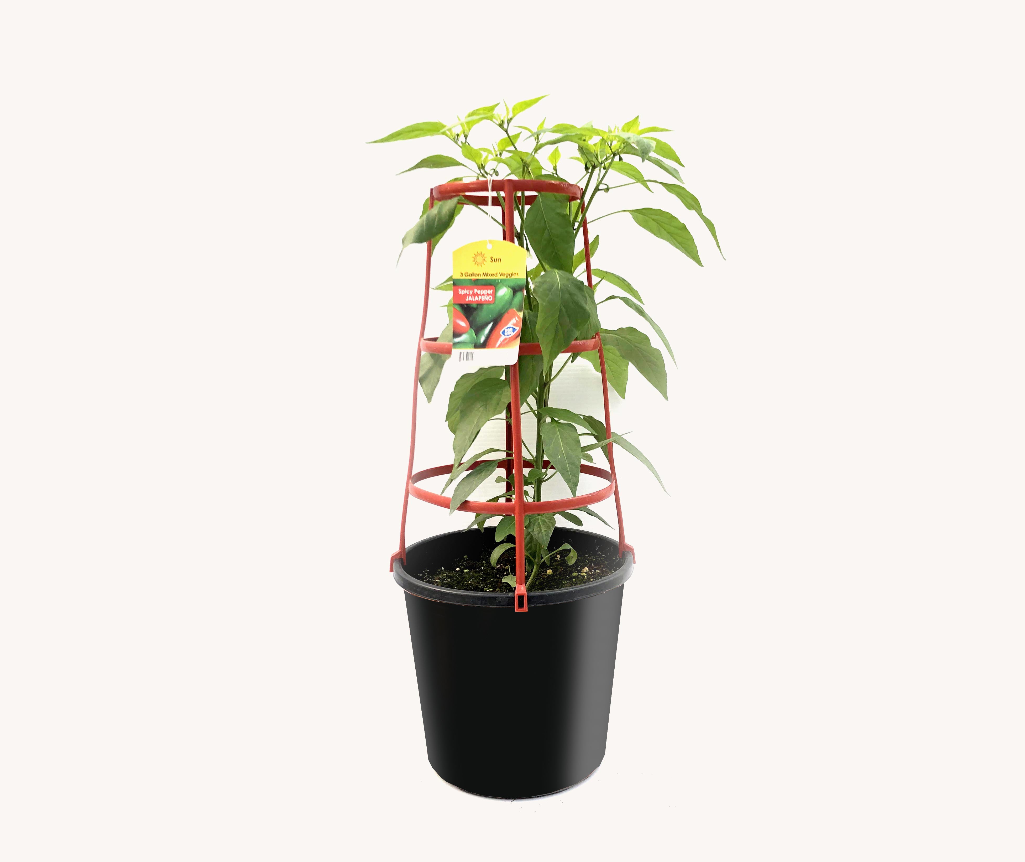 Pepper - Jalapeno (12" Pot with Cage)