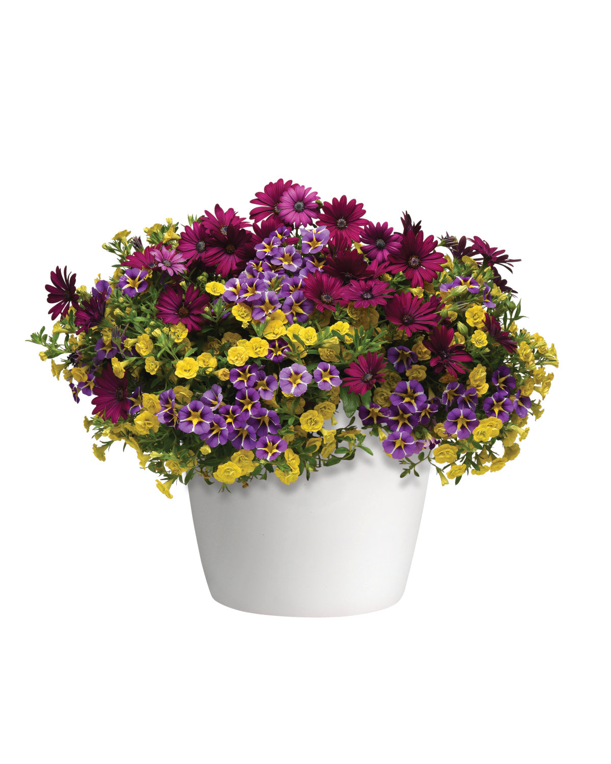 Calibrachoa Multi-Colour (6" Pot)