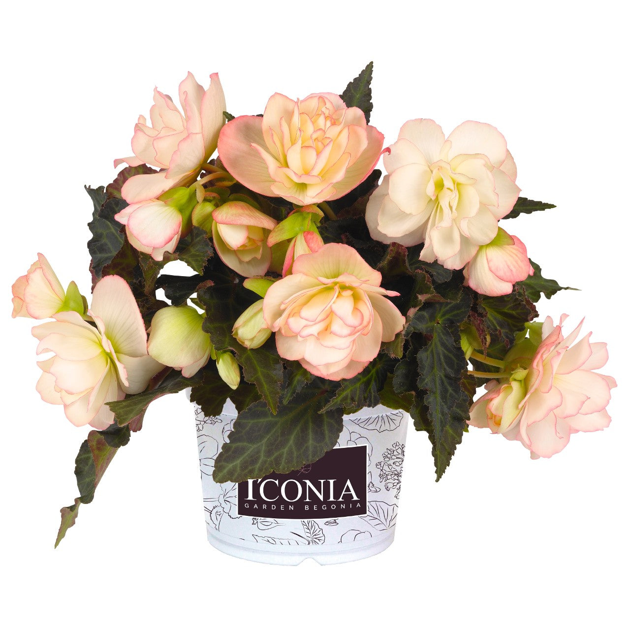 Begonia (6" Pot)