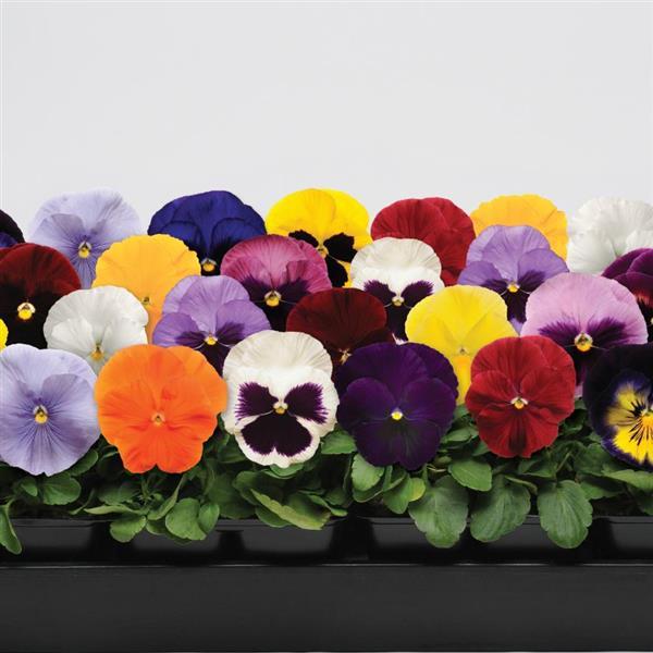 Pansy (1801 Cell Pack)