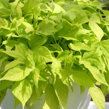 Ipomoea (4" Pot)