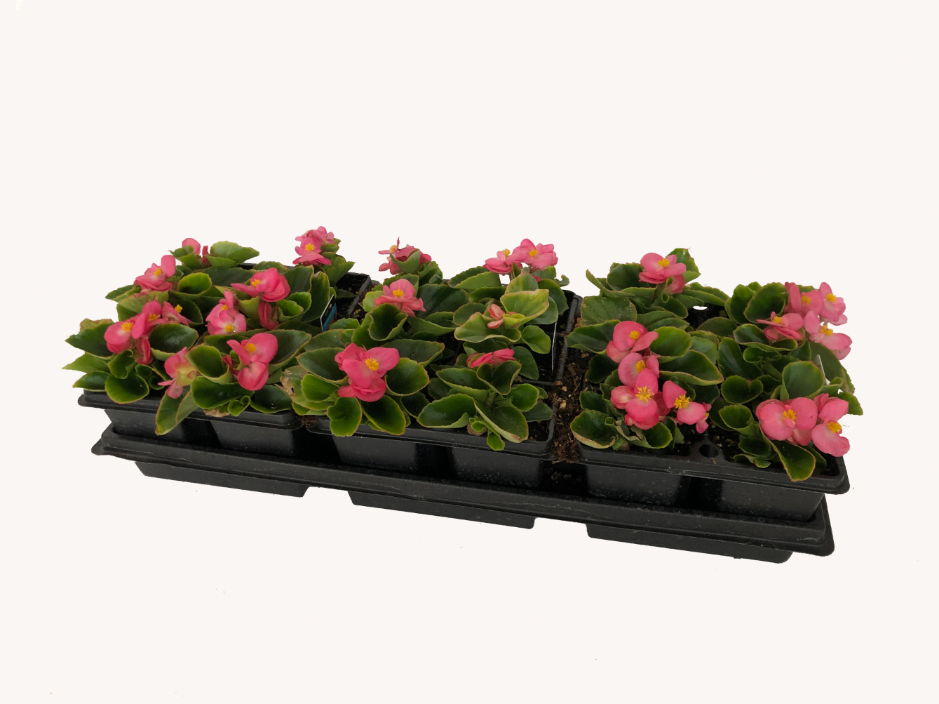 Begonia (1801 Cell Pack)
