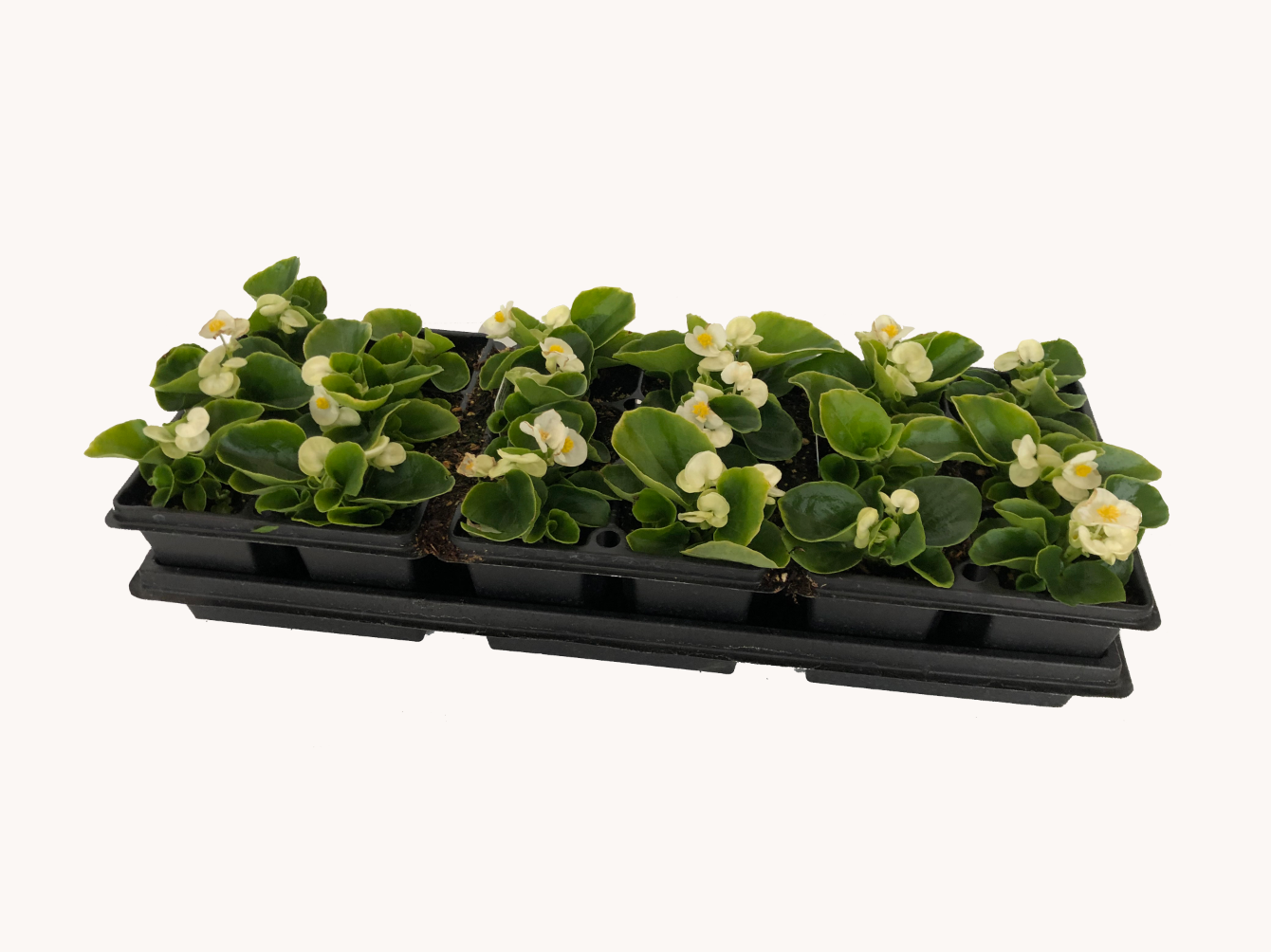 Begonia (1801 Cell Pack)