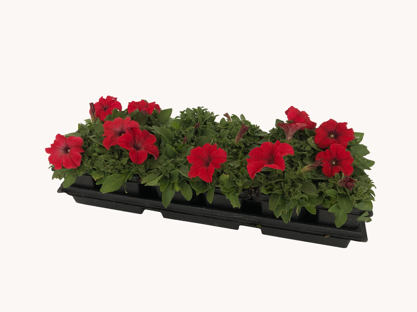 Petunia (1801 Cell Pack)