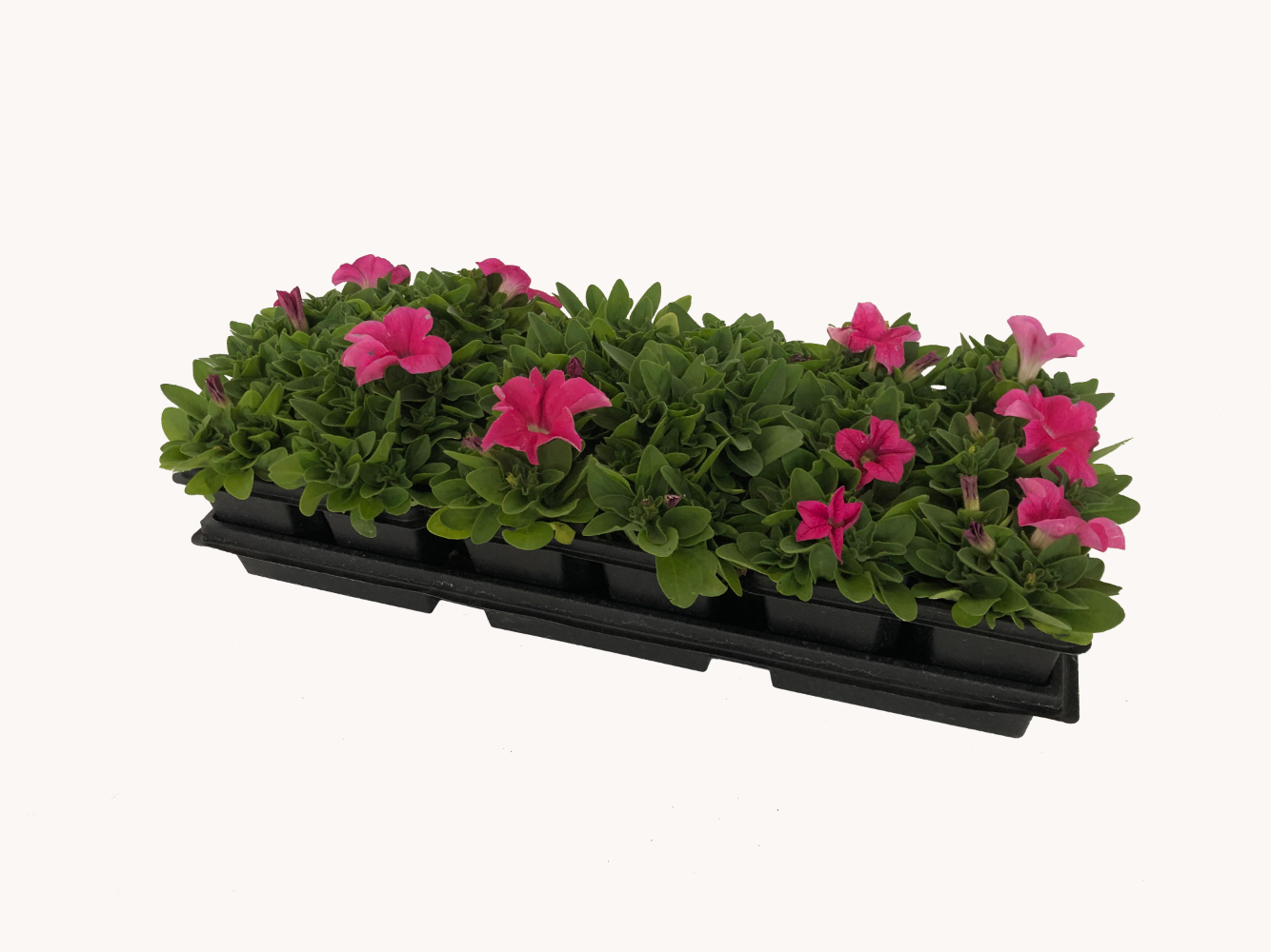 Petunia (1801 Cell Pack)