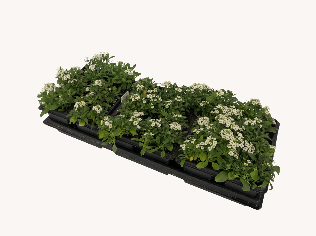 Alyssum (1801 Cell Pack)