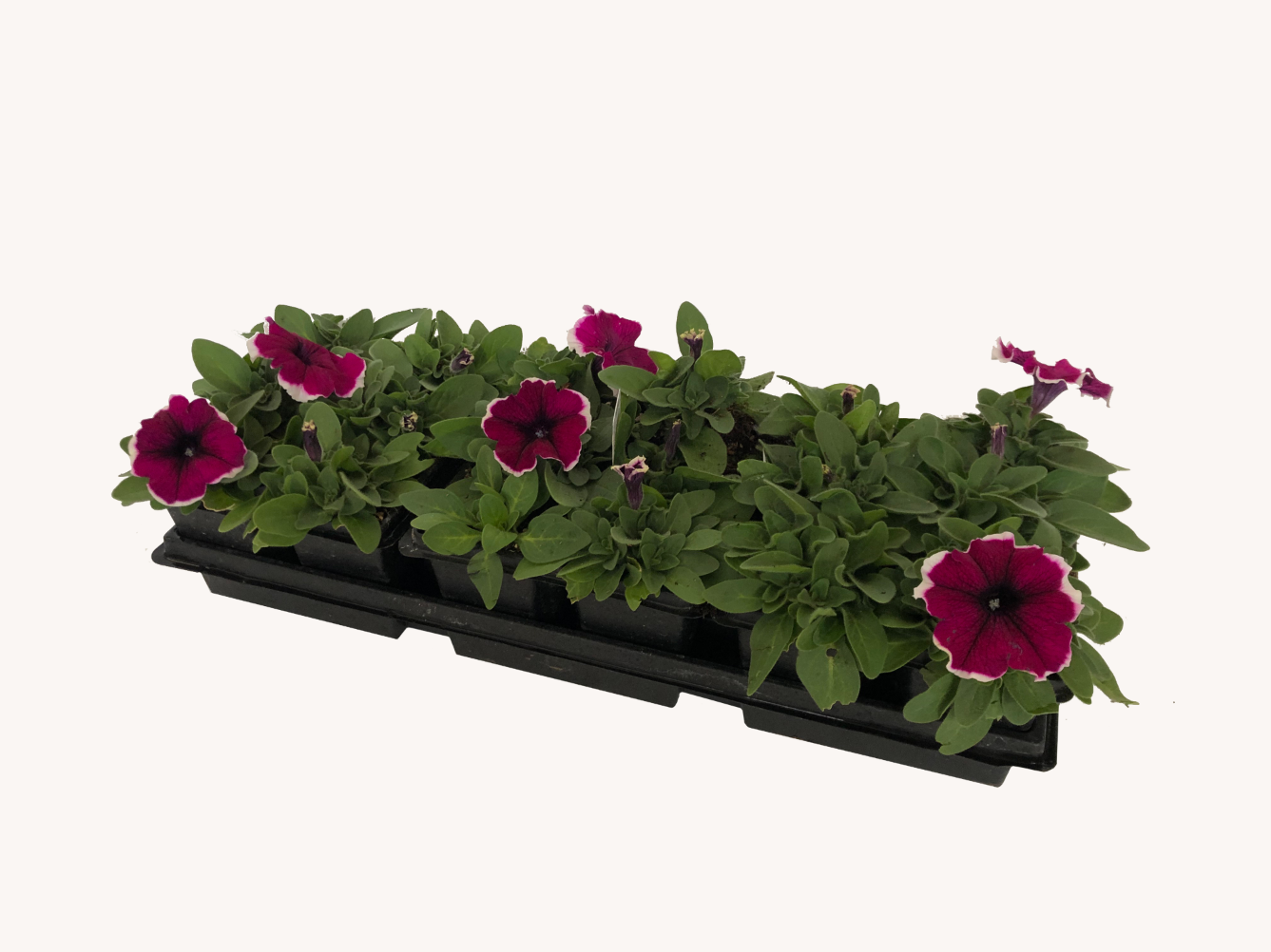 Petunia (1801 Cell Pack)