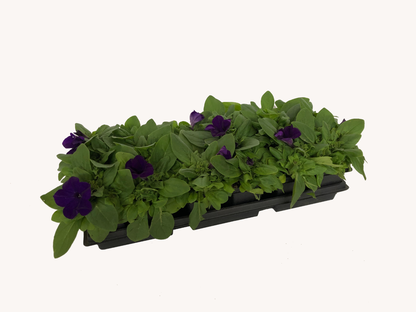 Petunia (1801 Cell Pack)