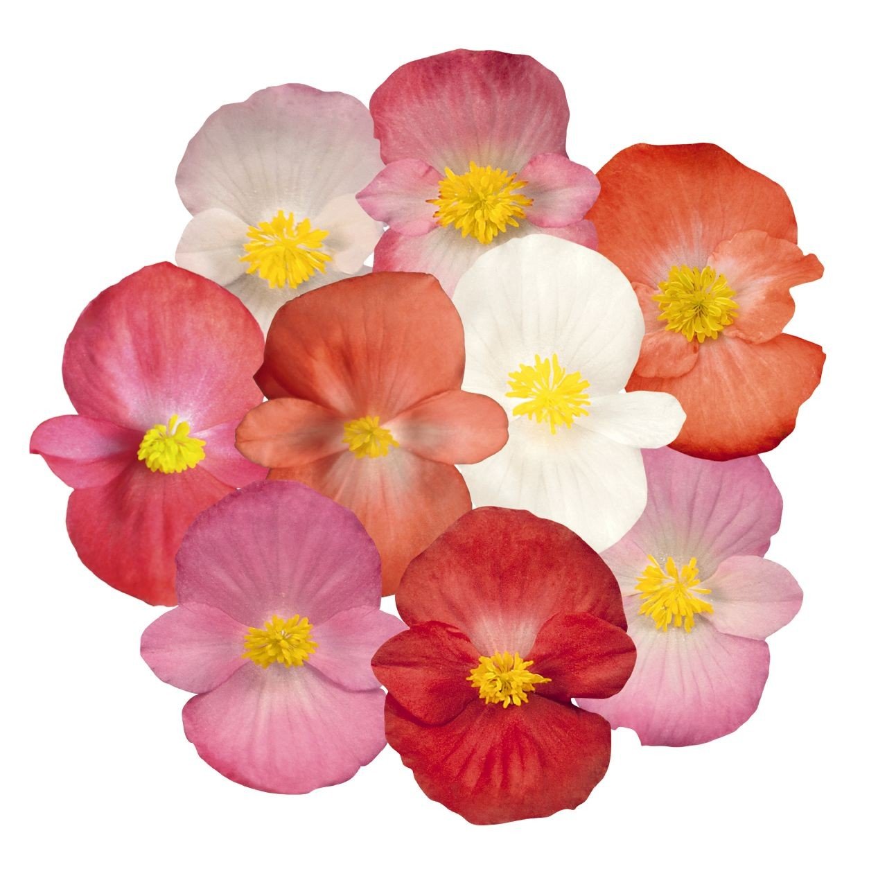 Begonia (1801 Cell Pack)