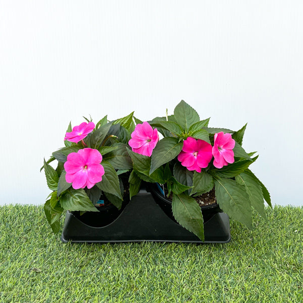New Guinea Impatiens (6" Pot)