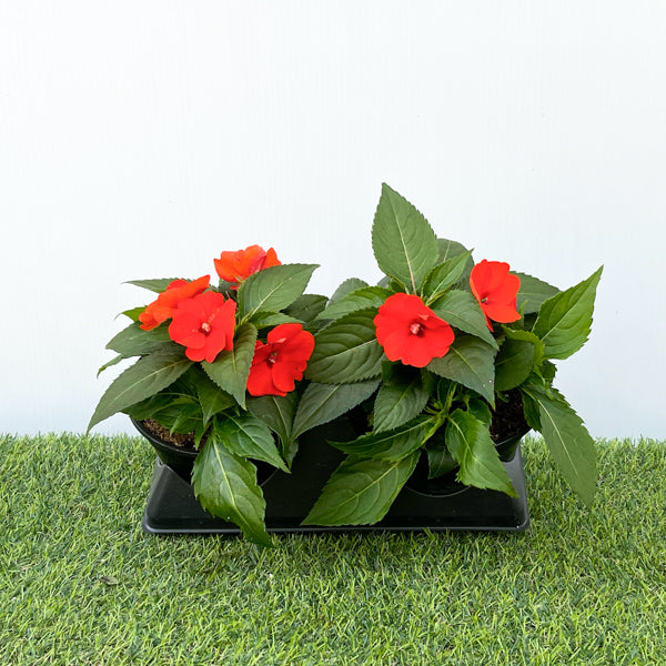 New Guinea Impatiens (6" Pot)