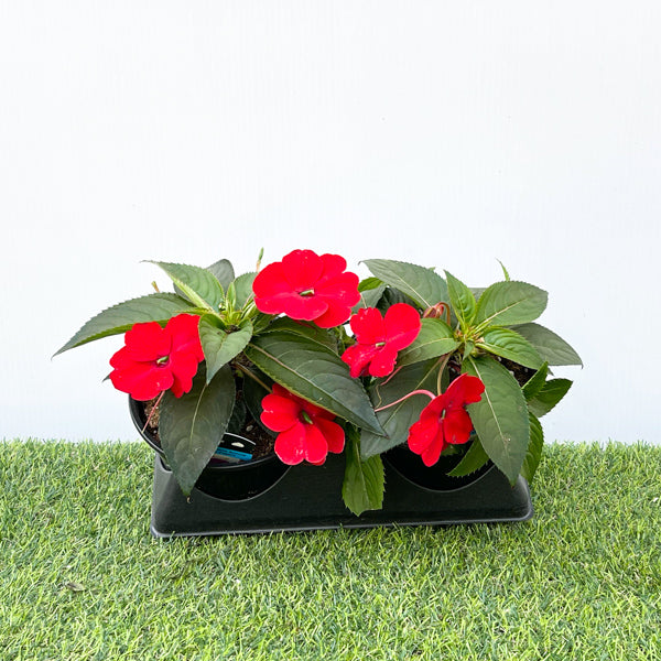 New Guinea Impatiens (6" Pot)