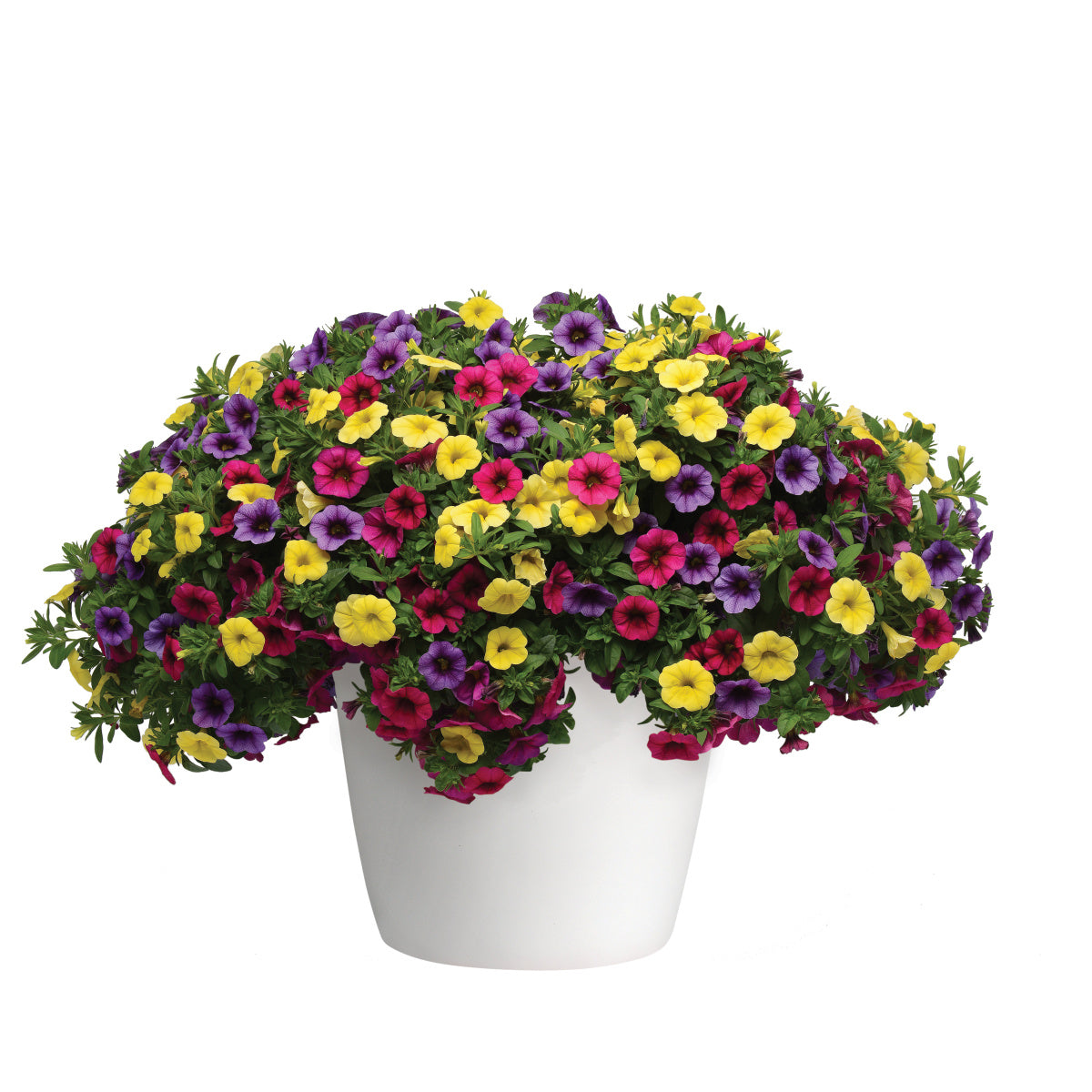 Calibrachoa Multi-Colour (6" Pot)