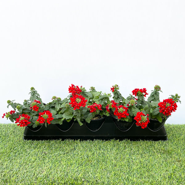 Verbena (4" Pot)