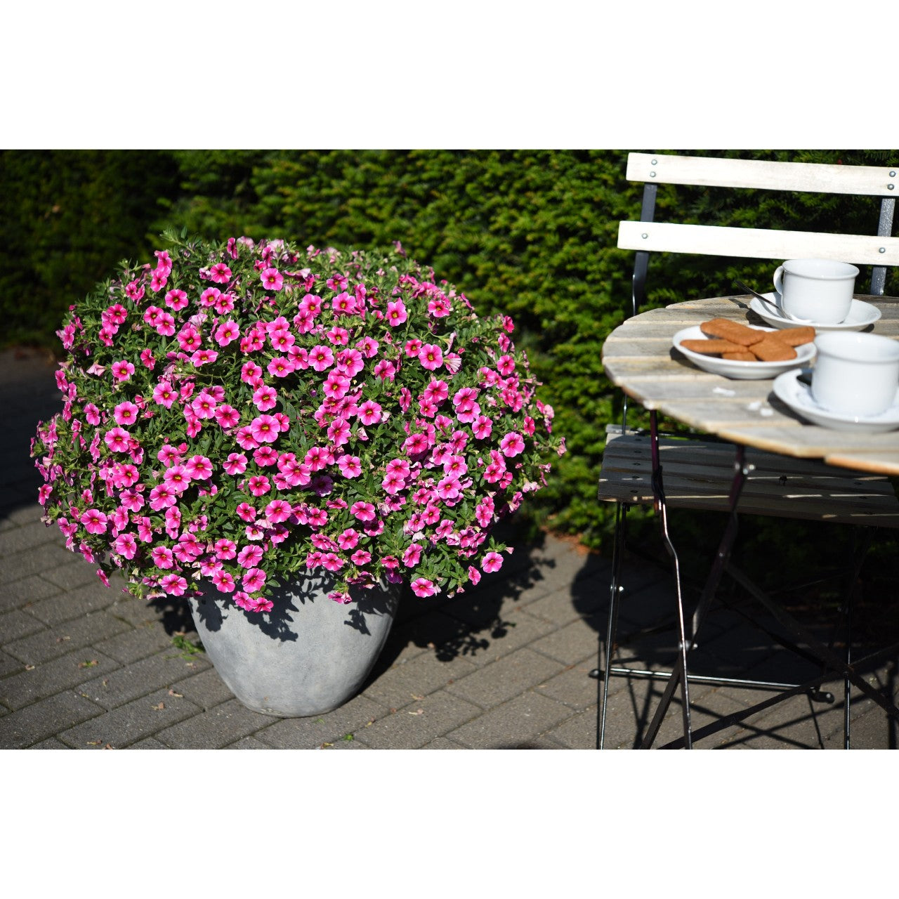Calibrachoa (4" Pot)