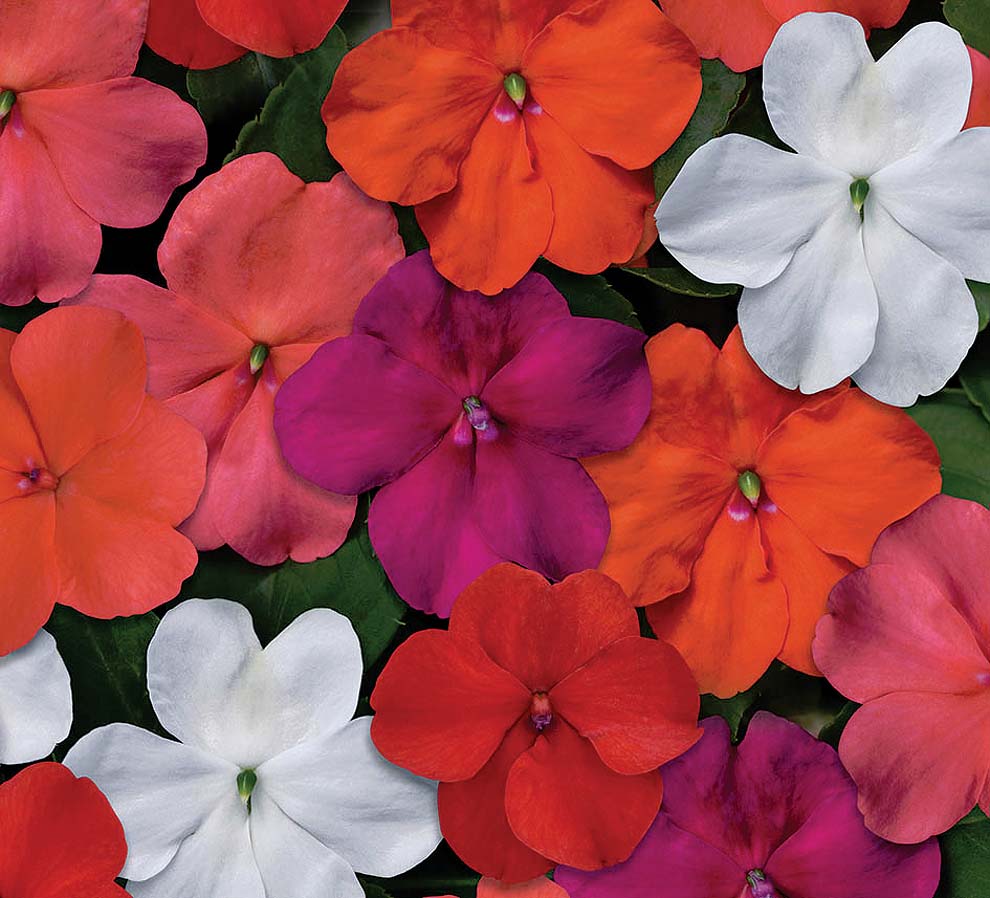 Impatiens (Cell Pack)