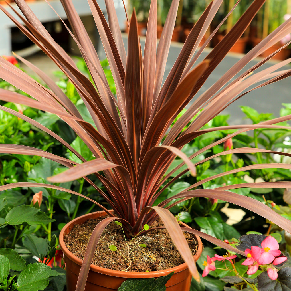 Cordyline (6" Pot)