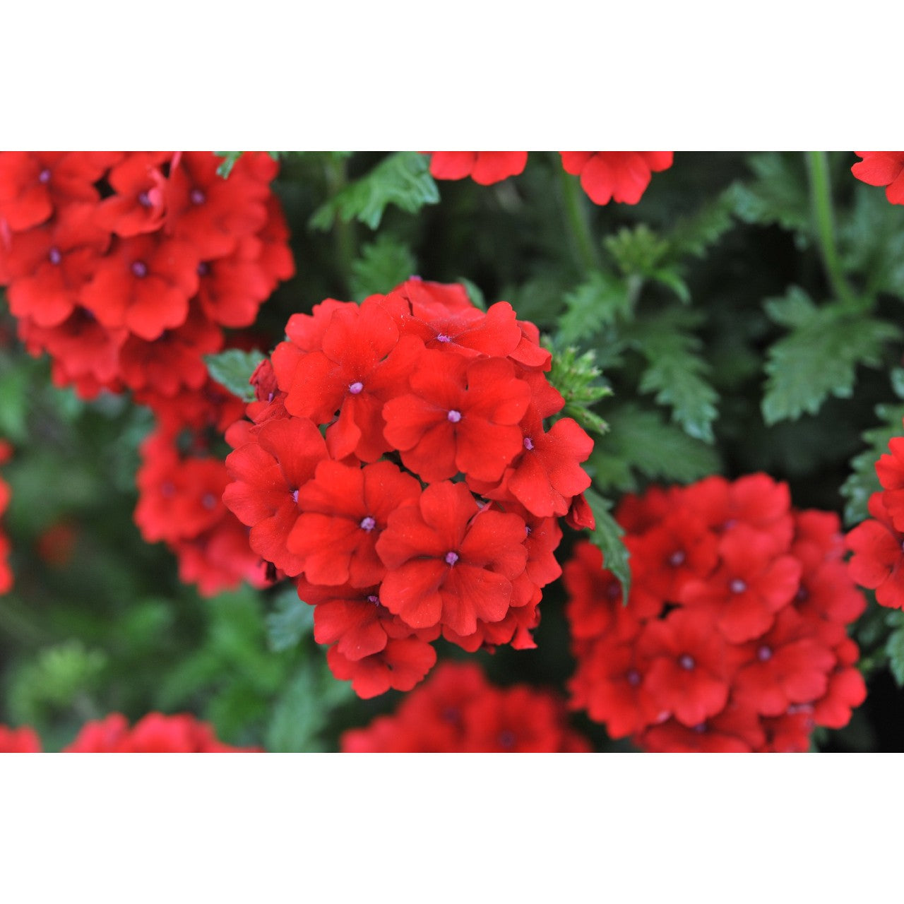 Verbena (4" Pot)