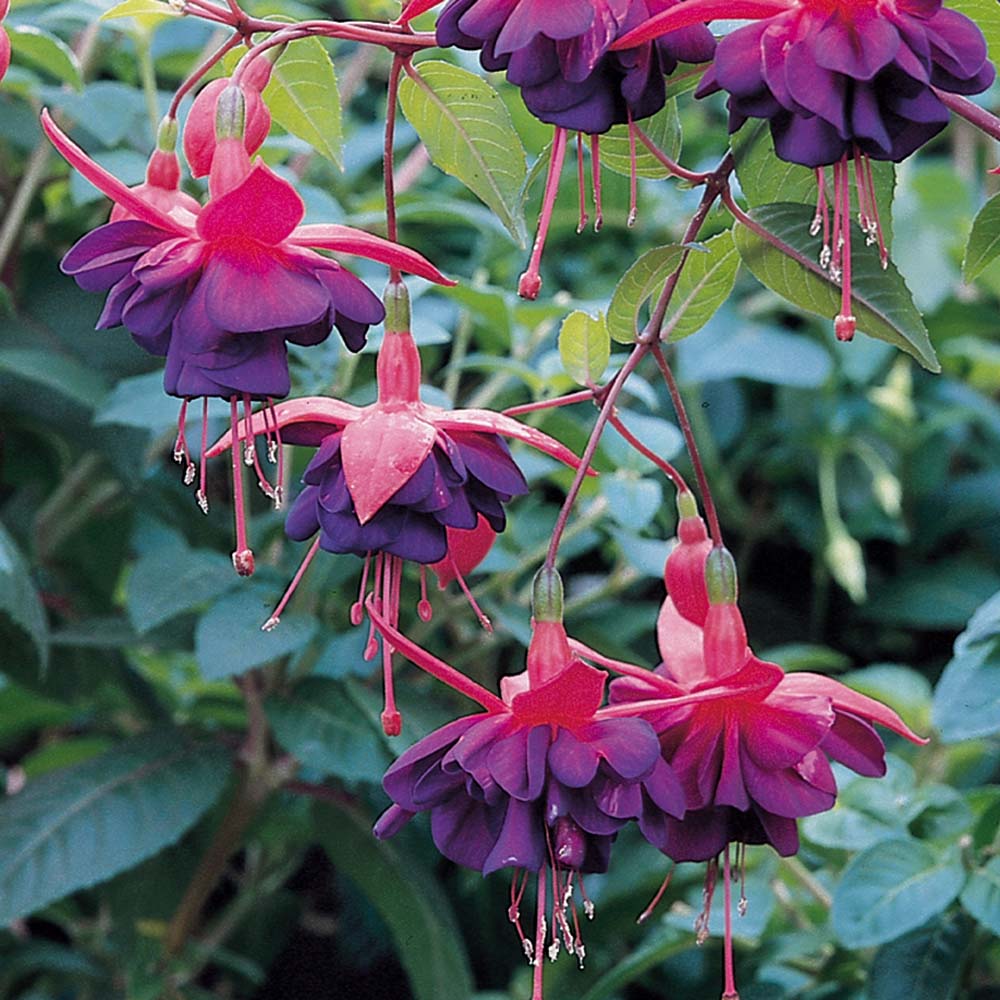 Fuchsia Hanging Basket (Round Basket)