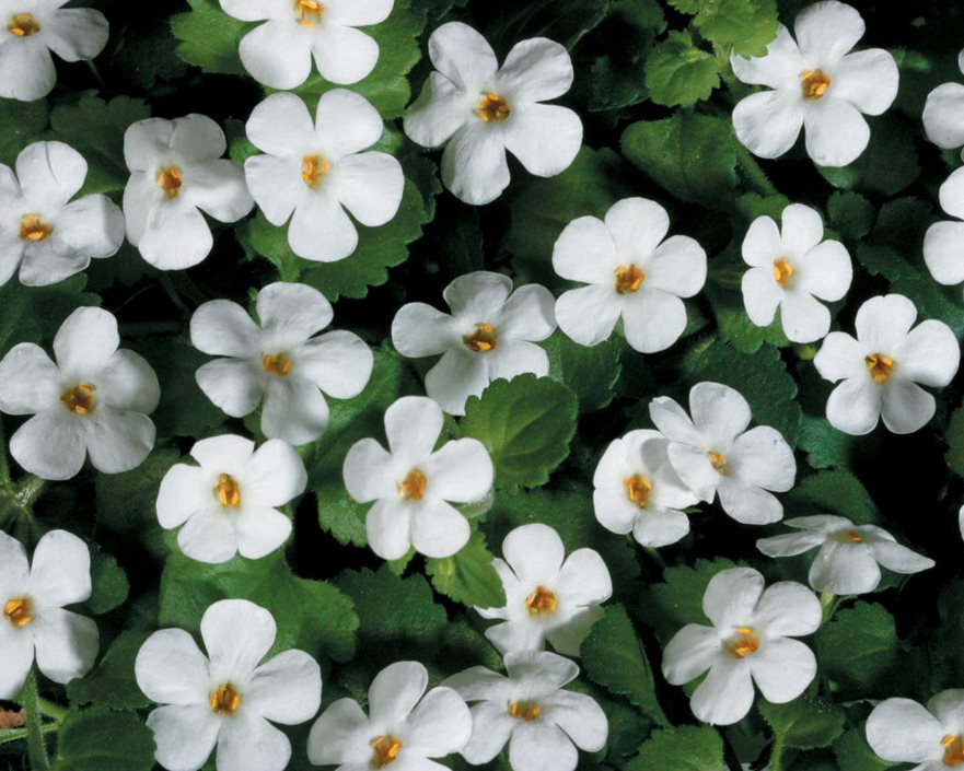 Bacopa (4" Pot)